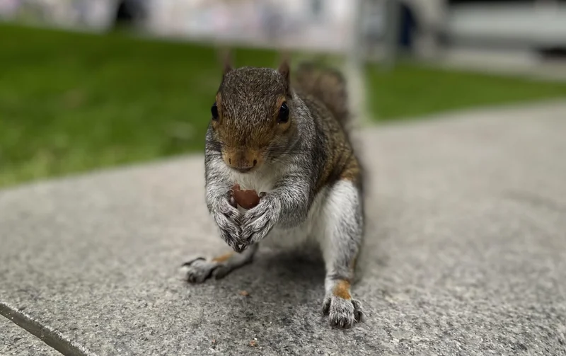 Britons squirrelling more away than in 2023 but IFAs urge doing it right
